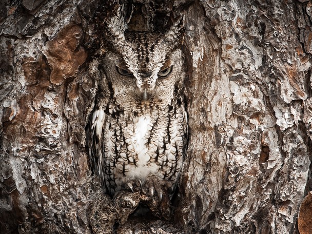 03-National-Geographic-Photo-Contest-2013-Portrait-of-an-Eastern-Screech-Owl